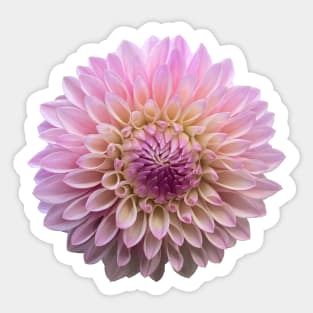 Coralie Dahlia, Peach and Pink Flower Sticker